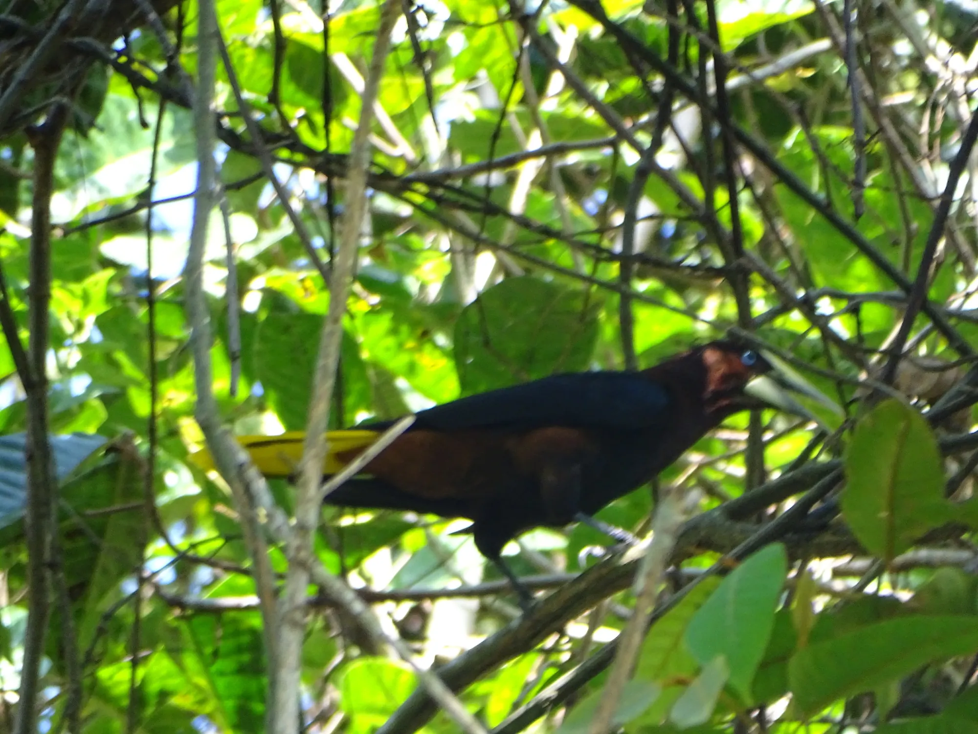 Oropéndola cabeza castaña (Psarocolius wagleri) entre el follaje.