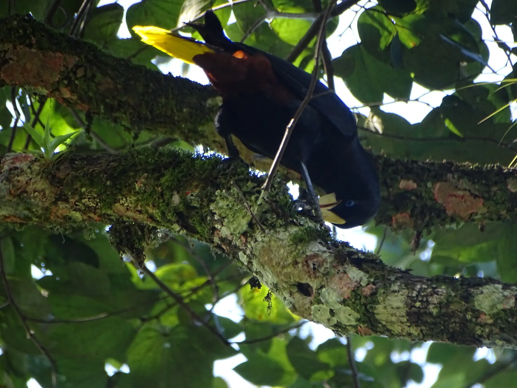 Oropéndola crestada (Psarocolius decumanus) posada en una rama musgosa.