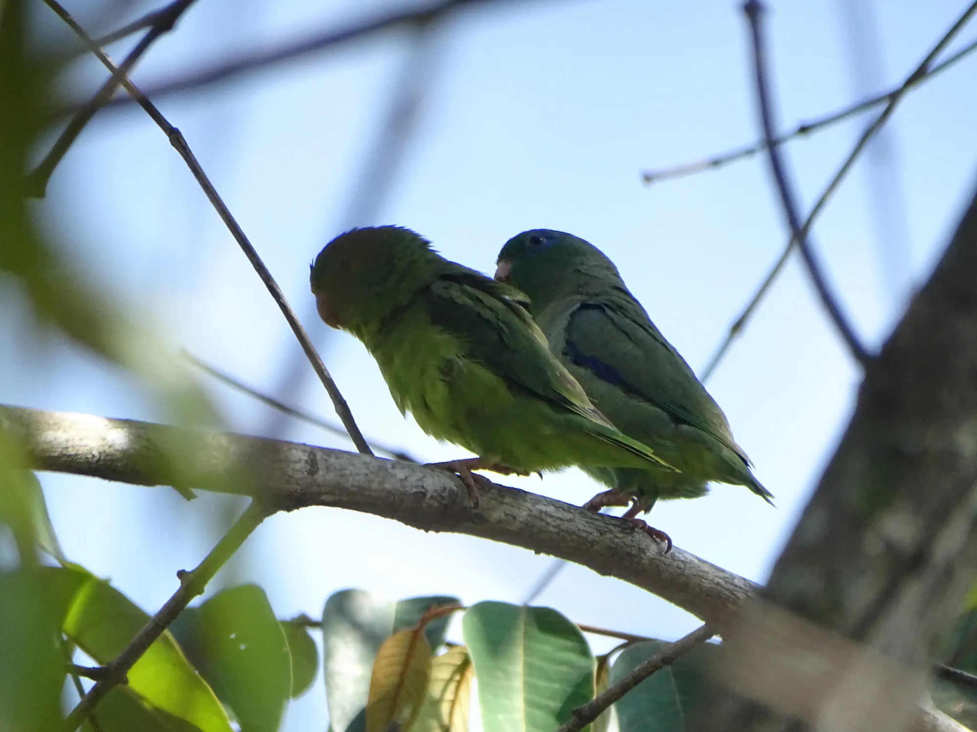 Pareja de periquitos de anteojos (Forpus conspicillatus) en una rama.