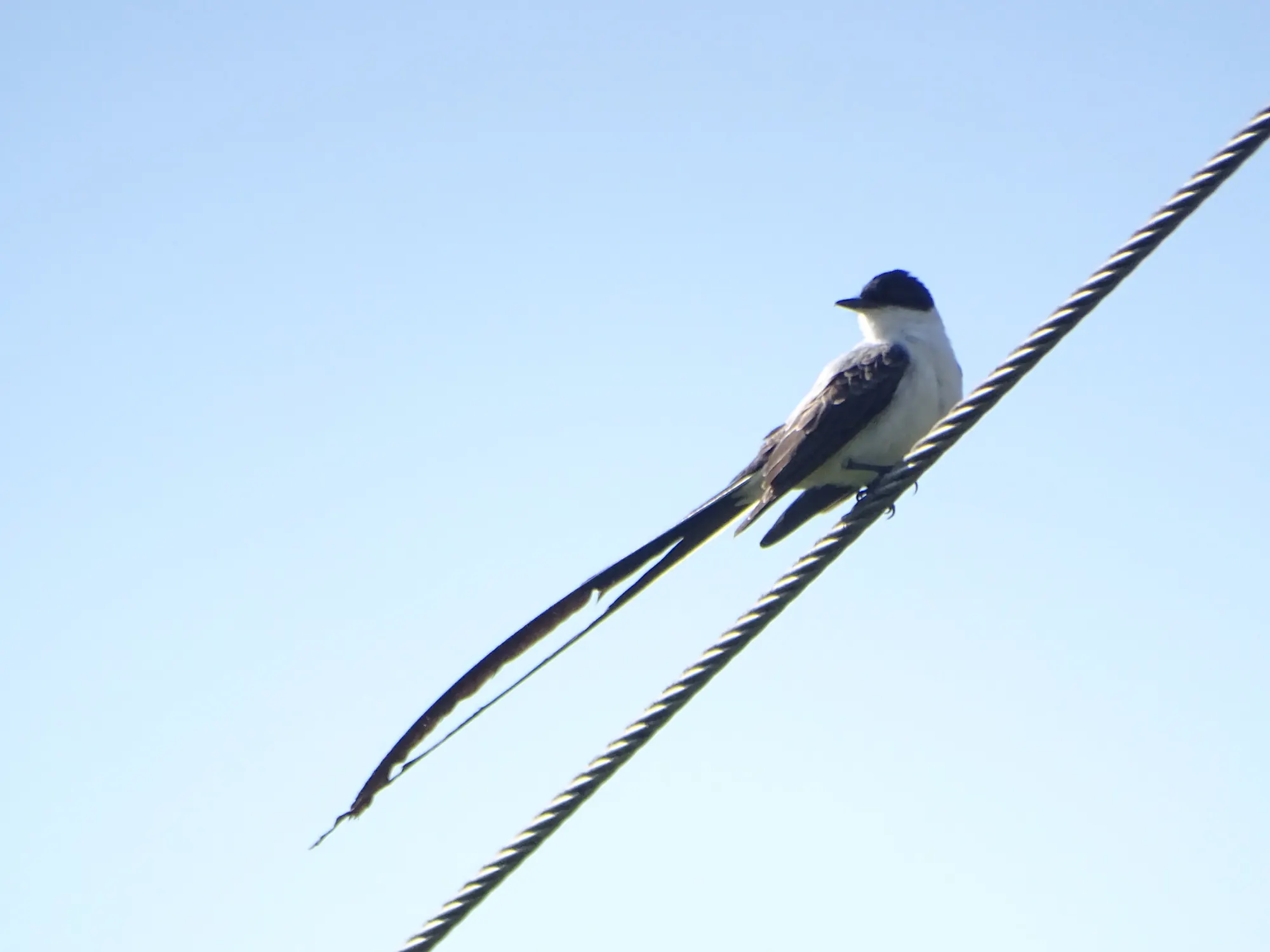Tirano tijereta (Tyrannus savana) posado en un cable, con su larga cola.