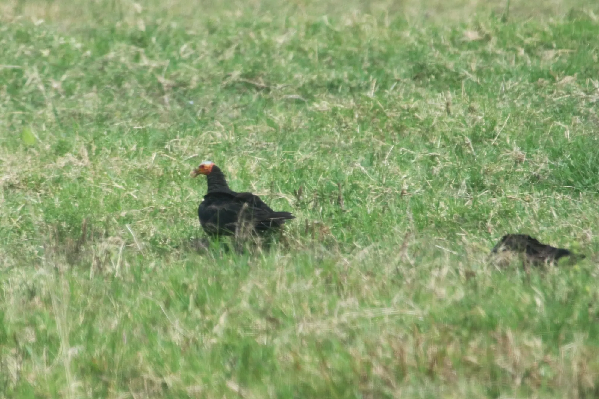Zopilote sabanero (Cathartes burrovianus) en un potrero, a distancia.