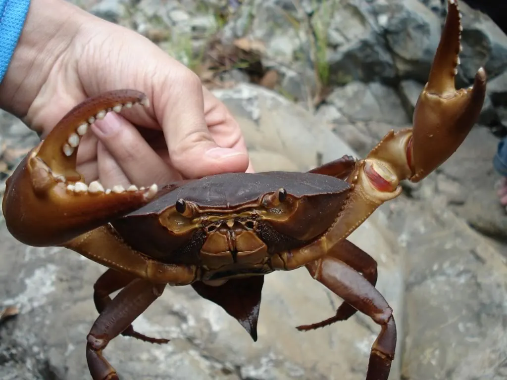 Una mano sostiene un cangrejo de agua dulce de color café rojizo sobre las rocas de la quebrada.