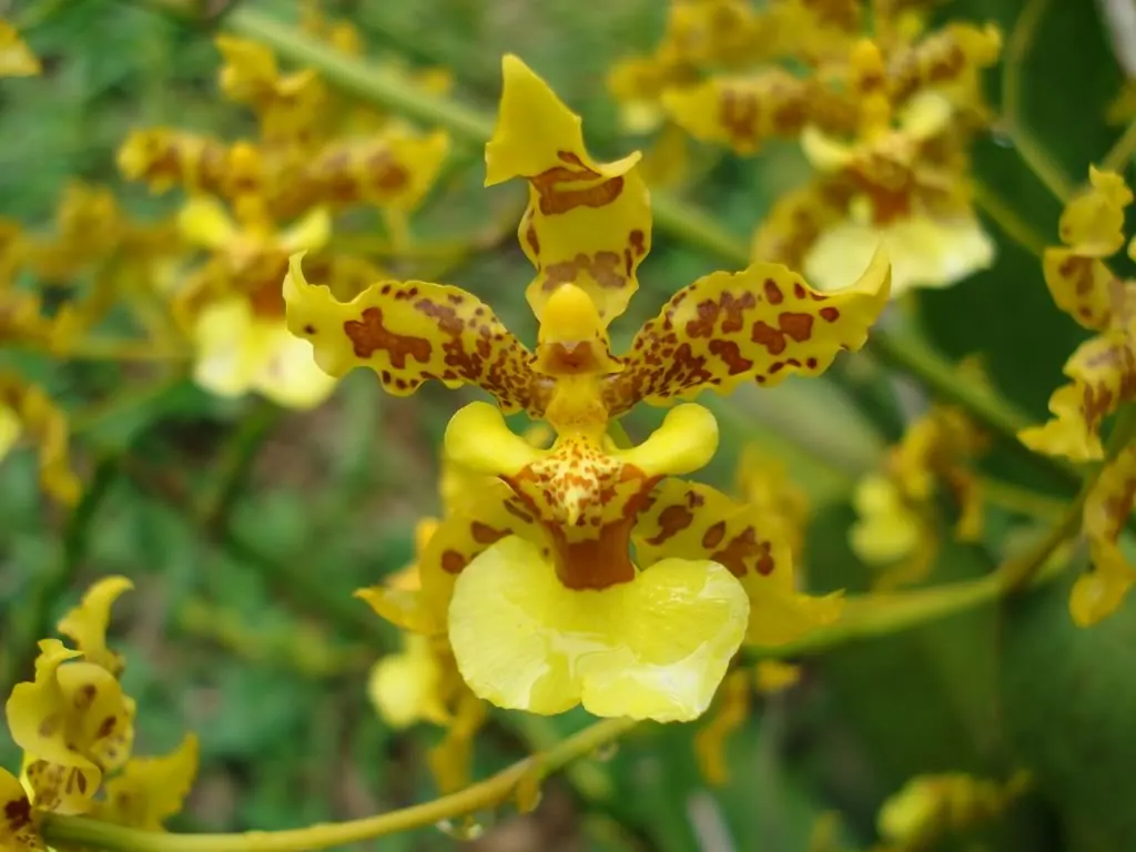 Primer plano de flores amarillas con manchas rojizas de una orquídea del grupo Oncidium.
